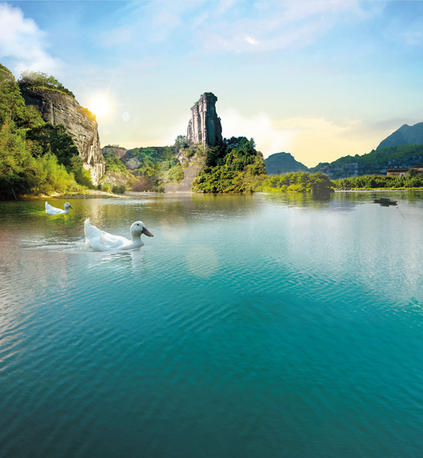 連城(chéng)白(bái)鴨絨