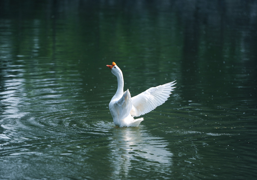 冰湖(hú)散養  天然純淨 低(dī)油脂無氣味