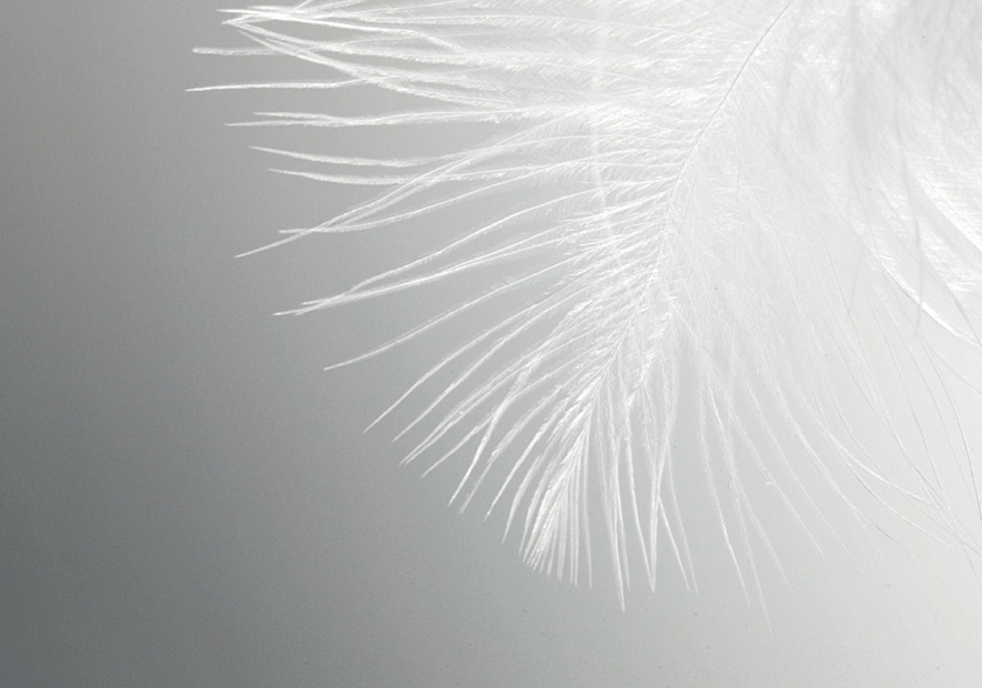 白(bái)色科(kē)魯達白(bái)鵝種 血統純正 每一(yī)朵絨都(dōu)可(kě)追溯認證