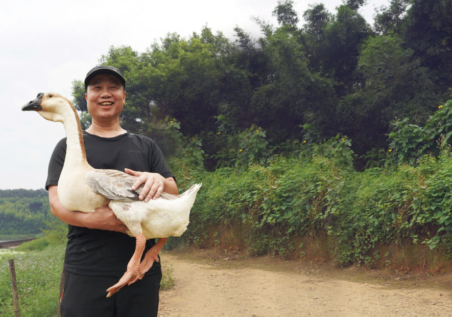 甄源 · 廣東(dōng) 獅頭灰鵝絨