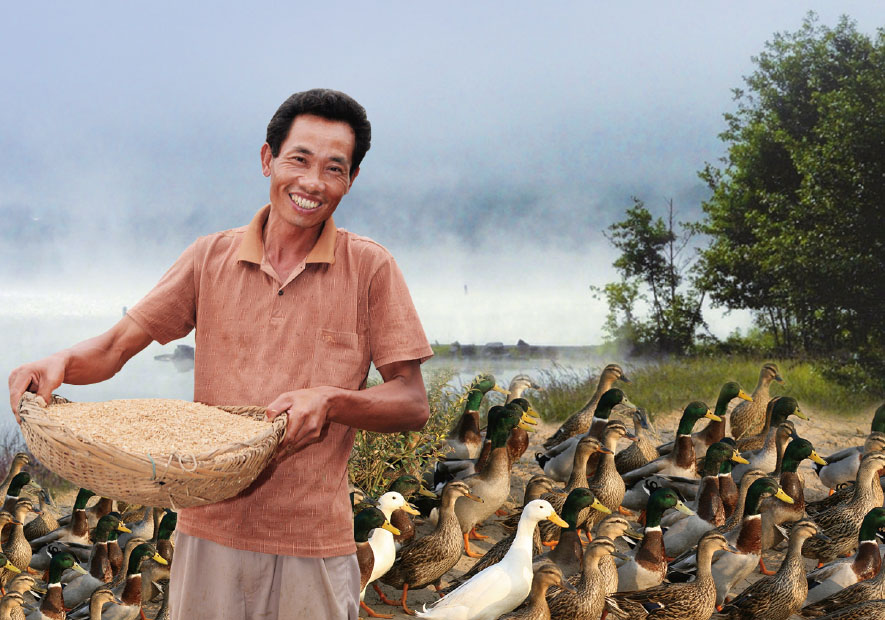 甄源 ·廣西(xī) 綠(lǜ)頭灰鴨絨