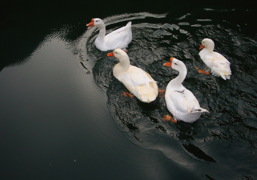 雪(xuě)山(shān)森(sēn)林(lín)放(fàng)養 低(dī)油脂  天然無味