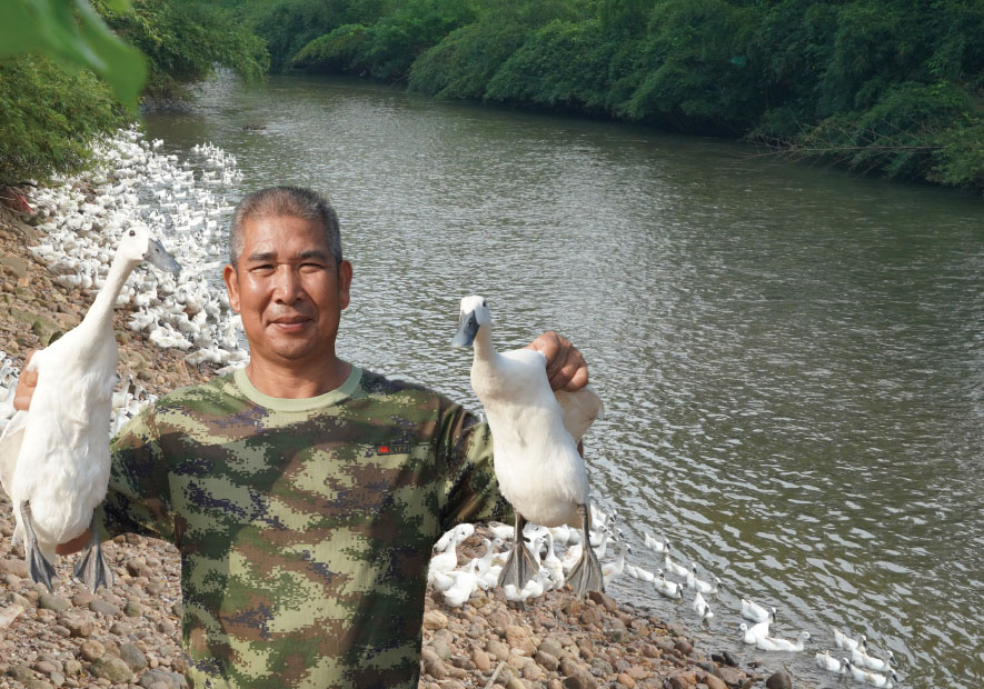 甄源 · 福建 連城(chéng)白(bái)鴨絨