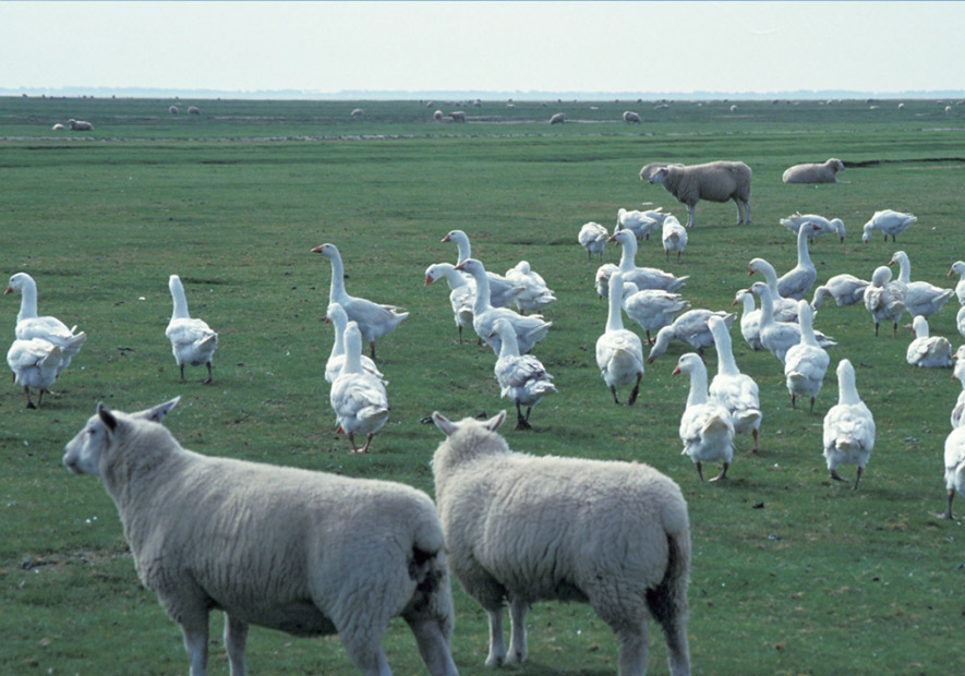 原生(shēng)态天然養殖