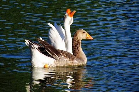 白(bái)鴨絨和(hé)灰鴨絨有(yǒu)什(shén)麽區(qū)别，哪個(gè)好(hǎo)?