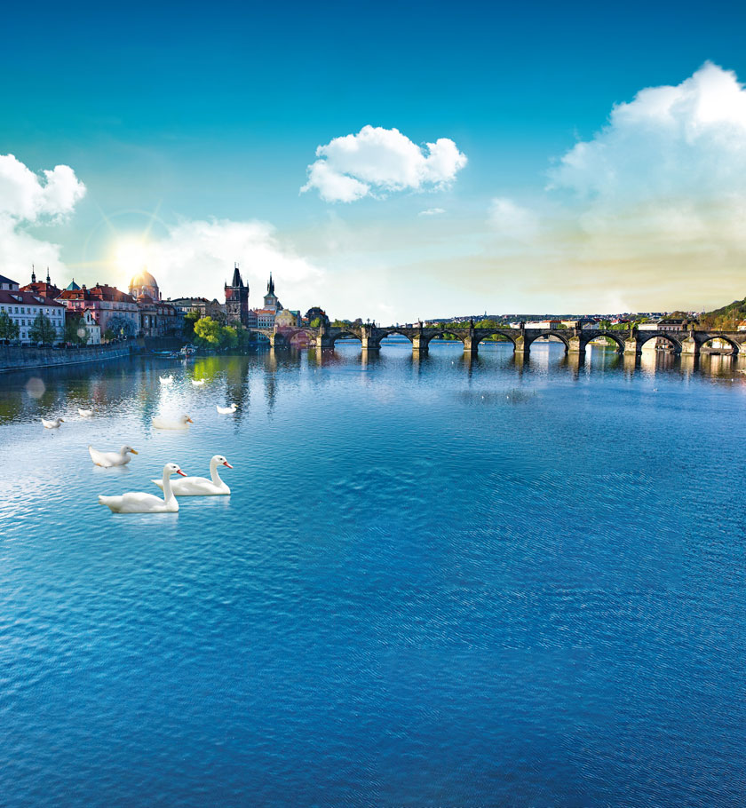 捷克摩拉維亞白(bái)鵝絨